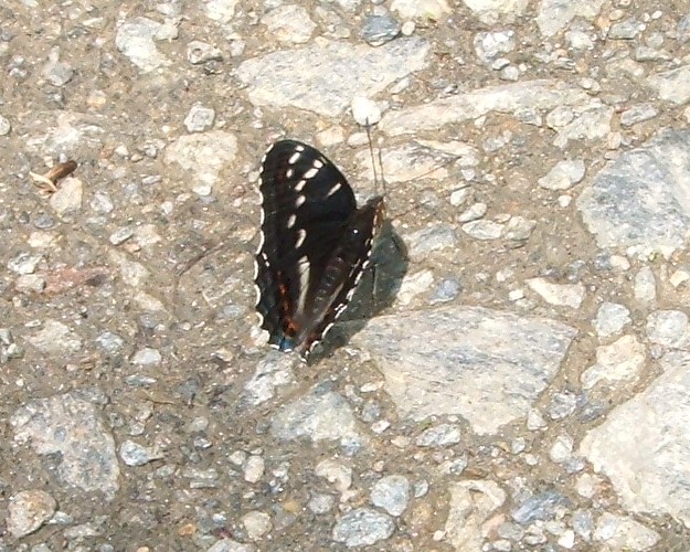 Spettacolo della natura: Limenitis populi